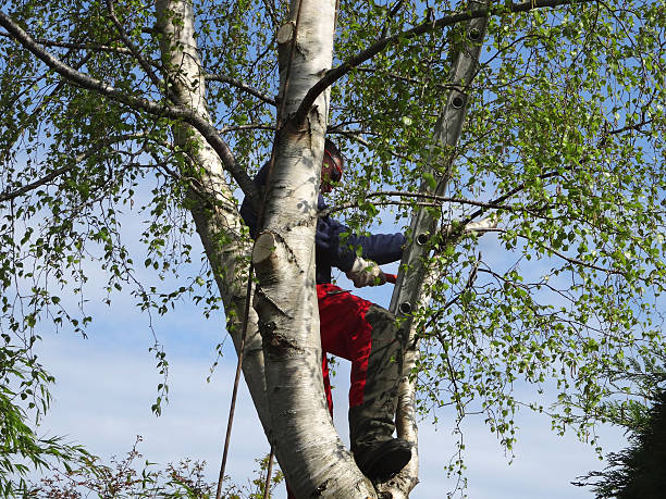 Best Tree Preservation Services  in USA